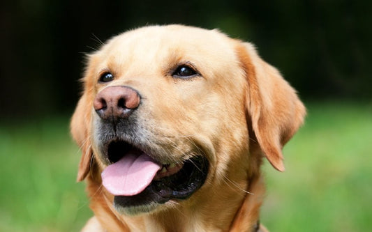 Happy Golden Retriever with tongue out, enjoying the excitement of a dog subscription box filled with treats and toys