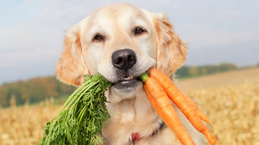 Golden Retriever happily holding fresh carrots in its mouth, symbolizing healthy, natural ingredients in dog treats