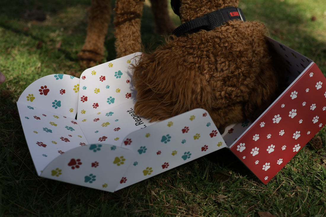 Dog eagerly exploring an open Sniff 'n Snack dog subscription box, excited for the treats and surprises inside